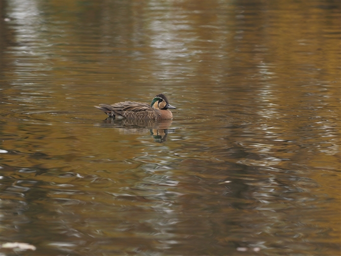 gGK,Baikal Teal